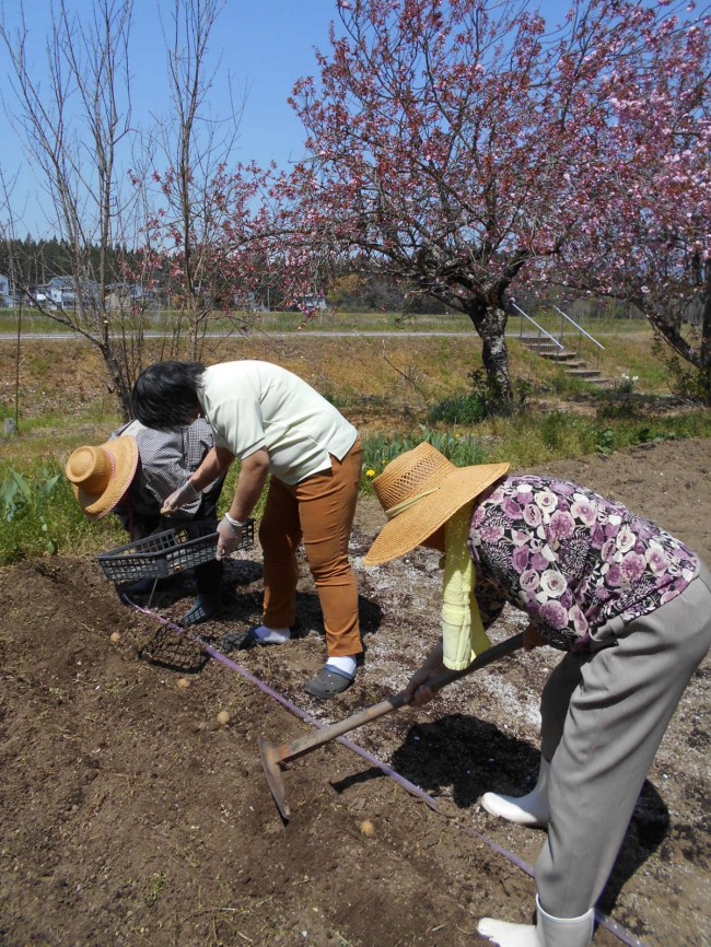 じゃが芋の種まき②