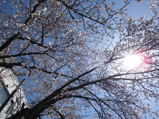 お花見会1