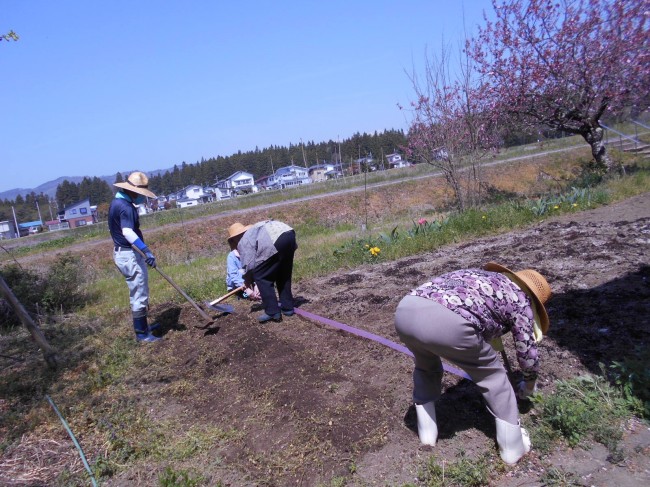 じゃが芋の種まき①